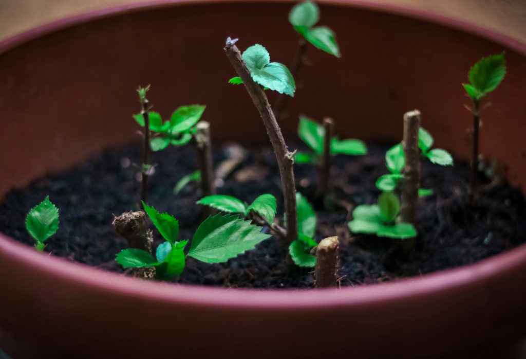 Small plant cuttings are growing in a pot.